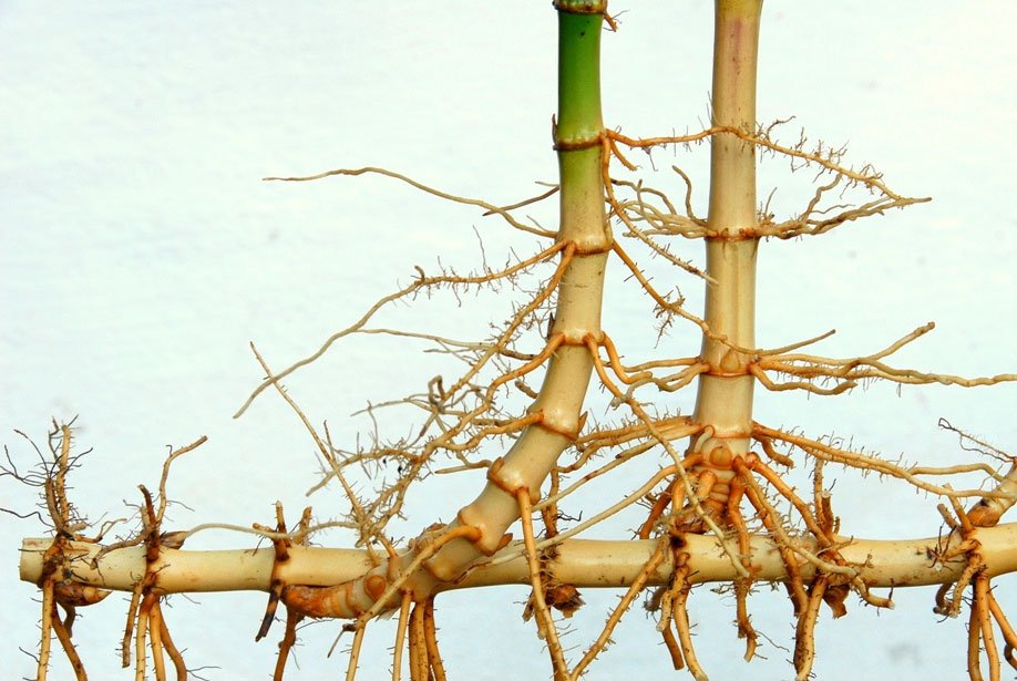Bamboo Is Resourceful, And The Sustainable Potential of Bamboo Resources Is Limitless 30